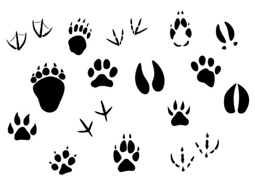 Animal footprints and tracks