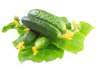 Fresh  cucumbers with yellow blossom cluster.