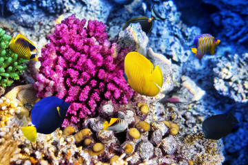 Coral and fish in the Red Sea. Egypt, Africa.