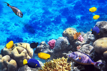 Obraz na płótnie Canvas Koral i ryby w Czerwonej Sea.Egypt