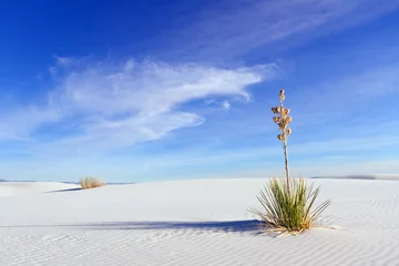 Meubelstickers Yucca at White Sands © sumikophoto