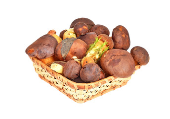 Boletus edulis mushroom in basket, isolated on white