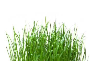 fresh grass isolated on white