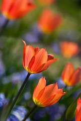 Orange spring tulips in bloom
