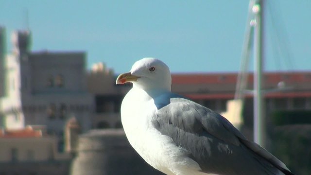 Closeup of a gray seagull looking around