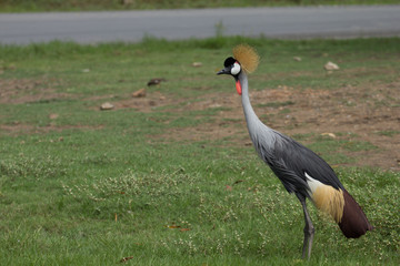 East African Crowned Crane