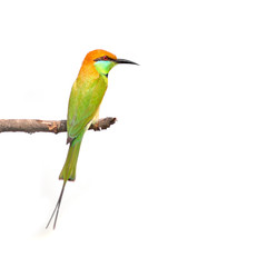 Obraz premium green bee-eater