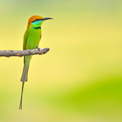 green bee-eater