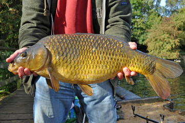 Angler Holding Large Common Carp