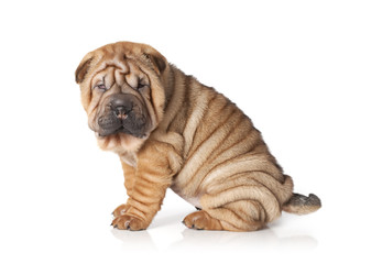 Obraz premium Portrait of sharpei puppy dog
