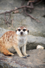 Fototapeta premium Alert Meerkat