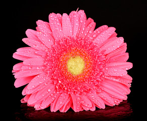 pink gerbera with drops isolated on black