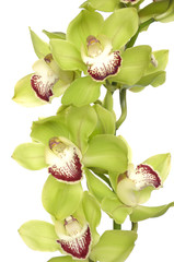 Texture background of Fresh green Phalaenopsis orchid
