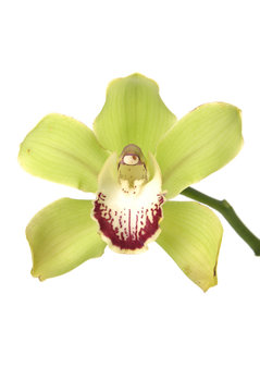 Green orchid flowers with short branch isolated