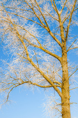 winter scenery, trees covered by snow