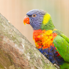 Australian rainbow lorikeet