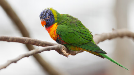 Australian rainbow lorikeet