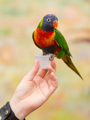 Australian rainbow lorikeet