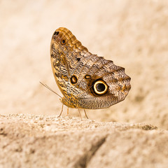 Large butterfly sitting on a rock