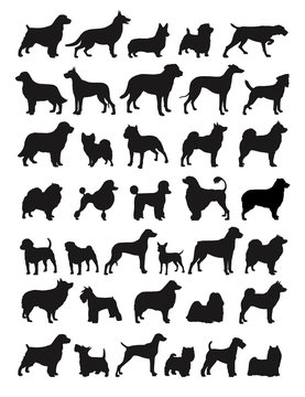 Popular dog breeds illustration