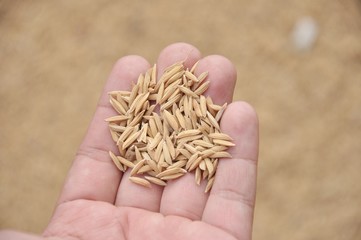 Rice grain