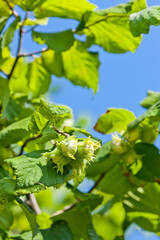detail of hazelnut bush with hazlnuts