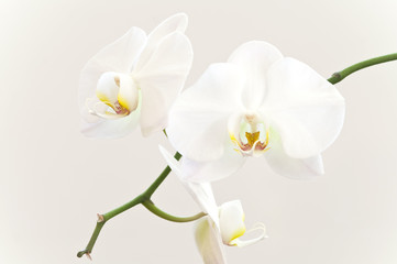 Naklejka na ściany i meble Biała orchidea kwiaty na gałęzi