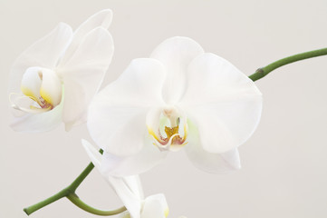 Naklejka na ściany i meble Biała orchidea kwiecie