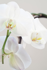 Fototapeta na wymiar Trzy białe kwiaty orchidei