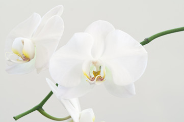 White orchid flowers on a branch