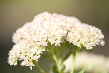 Macro of yarrow common herb