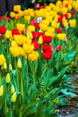 Tulpenfeld ao_120416_9400