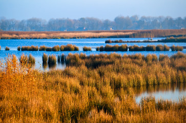 swamp with grass in morning