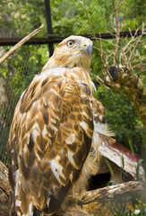 Golden eagle
