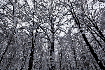 Winter forest. The tops of the trees.