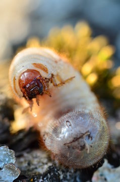 Grub
