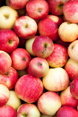 Frische Äpfel