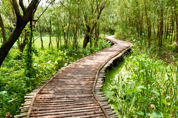 The wood bridge in the woods