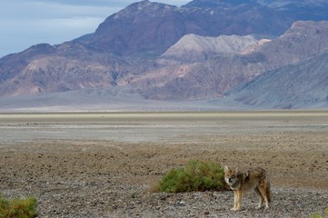 coyote in death valley 2