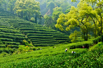 Jardin de thé de Hangzhou