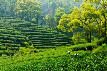 Selbstklebende Fototapeten Hangzhou Teegarten © ABCDstock