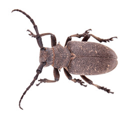 Weaver beetle, isolated