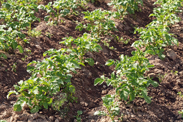 Agricultural field with a young bushes of potatoes