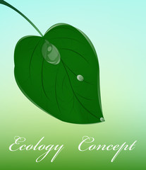 Green leaf.Ecology concept