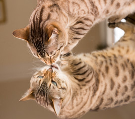 Orange brown bengal cat reflecting in mirror