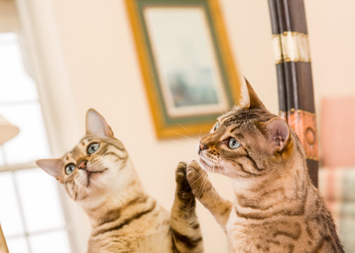Orange brown bengal cat reflecting in mirror