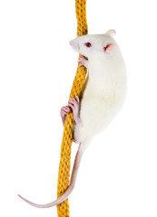 White laboratory rat Sprague Dawley rats on a thick rope