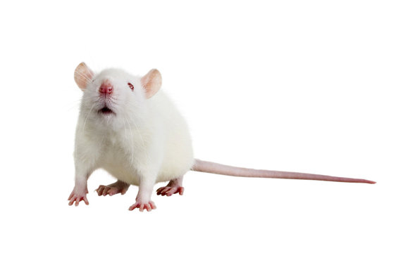 Laboratory white rat Strain Sprague Dawley