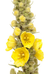 mullein