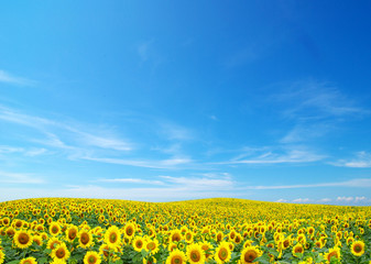 sunflowers